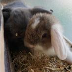 Dwergkonijntjes te koop, Dieren en Toebehoren, Konijnen, Meerdere dieren, Dwerg, Hangoor, 0 tot 2 jaar