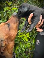 Rhodesian ridgeback x Labrador kruising, Dieren en Toebehoren, Honden | Niet-rashonden, 8 tot 15 weken, Groot, Meerdere, Meerdere dieren