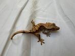 Prachtige baby wimper gekko crested gecko harlequin, Hagedis, Tam, 0 tot 2 jaar