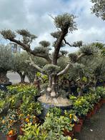 Pon pon olijfbomen, Olijfboom, Volle zon, Ophalen of Verzenden, 100 tot 250 cm