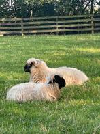 Walliser schwarznase lammeren, Dieren en Toebehoren, Schapen, Geiten en Varkens, Vrouwelijk, Schaap