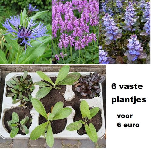 6 x vaste plantjes Zenegroen, Bergkorenbloem en Stachys, Tuin en Terras, Planten | Tuinplanten, Vaste plant, Overige soorten, Halfschaduw