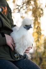 Zijdehoender krielen | Vriendelijke kippen | Passend advies