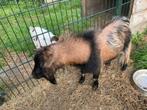 Te koop/ te huur: ervaren hoornloze dwerggeitenbok, Dieren en Toebehoren, Schapen, Geiten en Varkens, Mannelijk, Geit, 0 tot 2 jaar