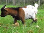 Prachtige driekleur jonge bok (Piet) te koop – dwerggeit, Dieren en Toebehoren, Schapen, Geiten en Varkens, Mannelijk, Geit, 0 tot 2 jaar