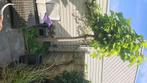 Bomen, Tuin en Terras, Planten | Bomen, Ophalen, Volle zon, Overige soorten