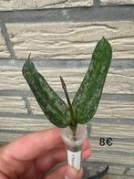 Hoya pandurata splash, Huis en Inrichting, Kamerplanten, Ophalen of Verzenden, Overige soorten, Minder dan 100 cm