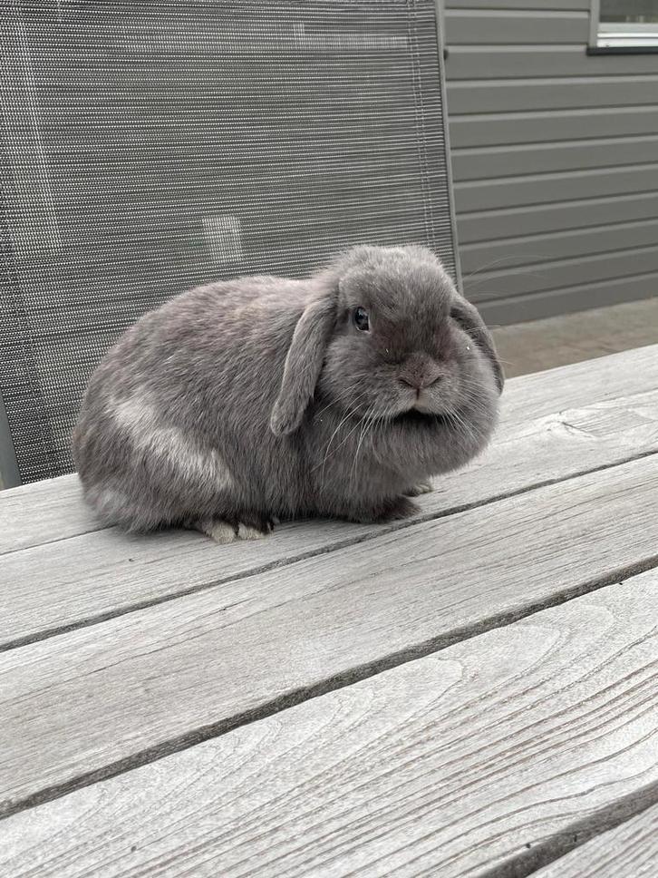 Minilop voedster, Dieren en Toebehoren, Konijnen, Dwerg, Vrouwelijk, 0 tot 2 jaar, Hangoor