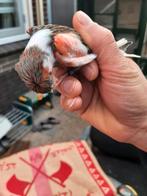 T.k.super mooie koppels Portugese harlekijn kanaries 2024, Dieren en Toebehoren, Vogels | Kanaries, Meerdere dieren, Kleurkanarie