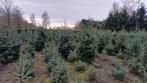 Kerstbomen te koop - Diverse maten en soorten!, Tuin en Terras, Overige soorten, 100 tot 250 cm, Zomer, Ophalen