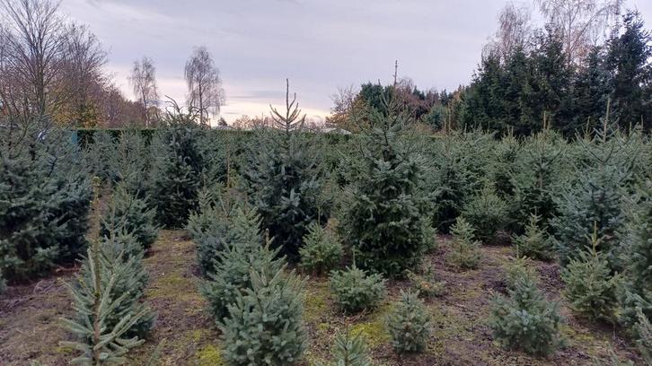 Kerstbomen te koop - Diverse maten en soorten!, Tuin en Terras, Planten | Bomen, Overige soorten, 100 tot 250 cm, Volle zon, Zomer