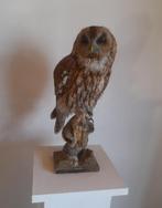 Overleden vogels voor taxidermie, Dieren en Toebehoren, Meerdere dieren, Roofvogel, Geringd