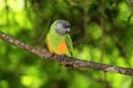 Bonte boer man 2023, Dieren en Toebehoren, Vogels | Overige Vogels, Mannelijk, Tropenvogel