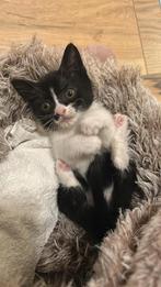 Ik doneer kittens. Meisje van 7 weken, Dieren en Toebehoren, Katten en Kittens | Overige Katten, Geslacht onbekend