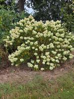 Pluimhortensia (Hydrangea paniculata) - 2m hoog, Vaste plant, Halfschaduw, Zomer, Ophalen