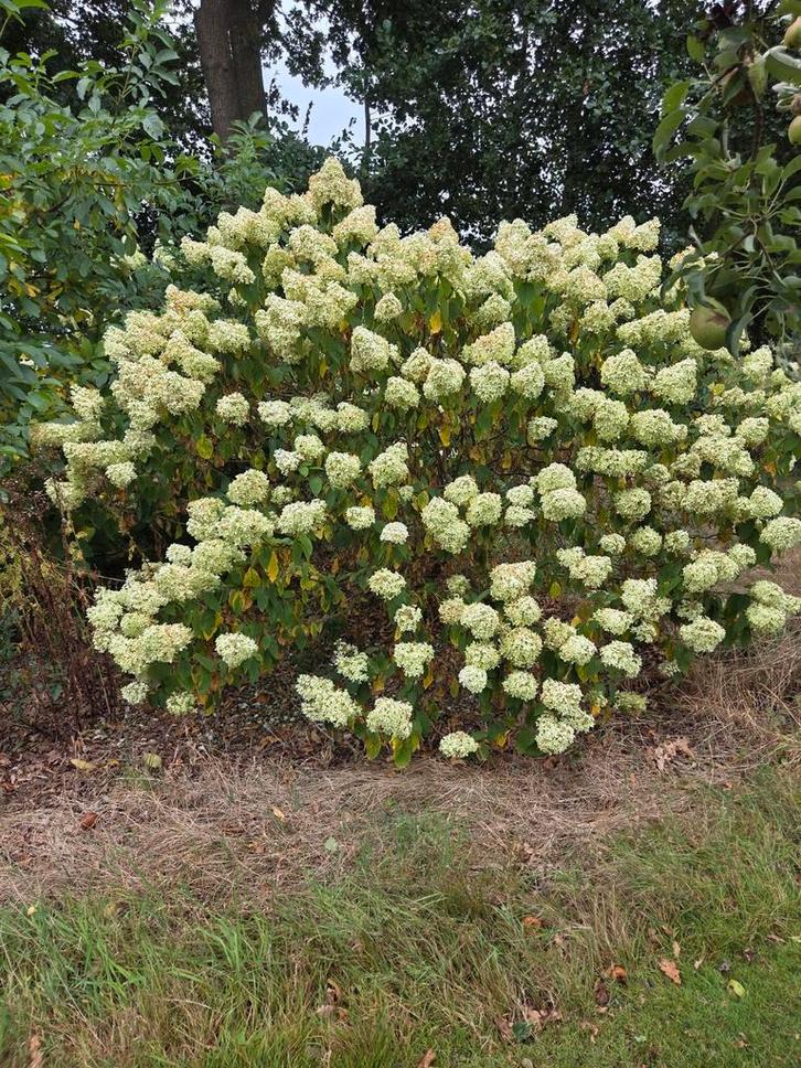 Pluimhortensia (Hydrangea paniculata) - 2m hoog, Tuin en Terras, Planten | Tuinplanten, Vaste plant, Overige soorten, Halfschaduw