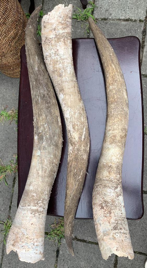 Spaanse koeien horens, Verzamelen, Dierenverzamelingen, Gebruikt, Opgezet dier, Boerderijdier, Ophalen of Verzenden