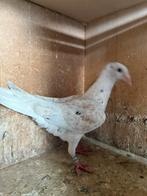 17 jonge kleurpostduiven Almond, Dieren en Toebehoren, Meerdere dieren