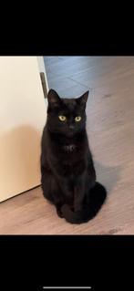 Lieve poes van 1 jaar en 5 maanden zoekt nieuw thuis, Dieren en Toebehoren, Katten en Kittens | Dekkaters, 0 tot 2 jaar