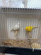 koppel geel / wit man  x wit pop, Meerdere dieren, Kleurkanarie