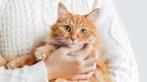 Kattenoppas aan huis, Diensten en Vakmensen, Dieren | Katten | Verzorging, Oppas en Les, Trimmen of Verzorging