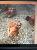 Te koop broedeieren, Dieren en Toebehoren, Pluimvee, Geslacht onbekend, Kip