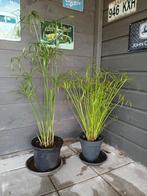 Parapluplanten, Ophalen, Halfschaduw, Minder dan 100 cm