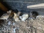 Zijderhoender kuikens diverse kleuren, Dieren en Toebehoren, Pluimvee, Geslacht onbekend, Kip