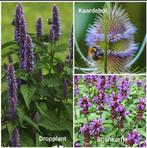 Agastache(dropplant), bijenkorfje en kaardebol., Ophalen, Zomer, Volle zon