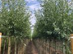 knotwilgen, knotwilg, treurwilgen, treurwilg, Salix, Tuin en Terras, Planten | Bomen, Ophalen of Verzenden, Volle zon, Overige soorten