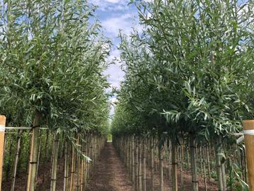 knotwilgen, knotwilg, treurwilgen, treurwilg, Salix beschikbaar voor biedingen