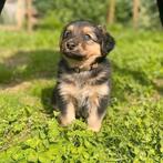 2 lieve reutjes, (australische herder), Dieren en Toebehoren, Honden | Herdershonden en Veedrijvers, 8 tot 15 weken, Meerdere