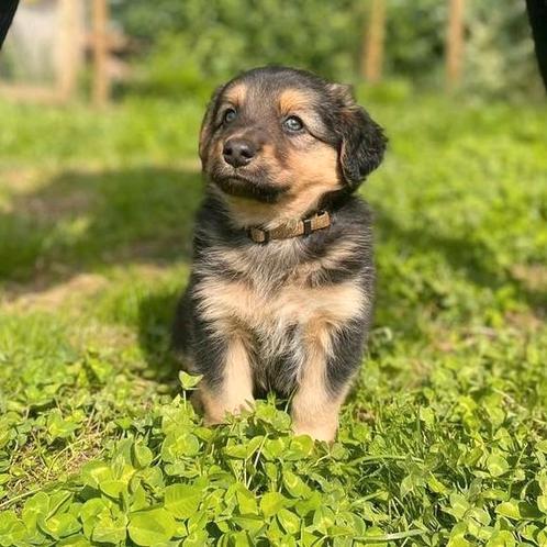 2 lieve reutjes, (australische herder), Dieren en Toebehoren, Honden | Herdershonden en Veedrijvers, Meerdere dieren, Herder, Particulier