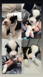 Puppy’s Yakutian Laika, Dieren en Toebehoren, Rabiës (hondsdolheid), 8 tot 15 weken, Poolhond, Meerdere