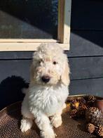 Prachtige medium F4 labradoodle pups, Dieren en Toebehoren, CDV (hondenziekte), Overige rassen, 8 tot 15 weken, Meerdere
