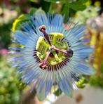Passiebloem zaden, Passiflora Caerulea, Verzenden, Zaad