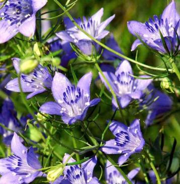 Nigella blue stars beschikbaar voor biedingen