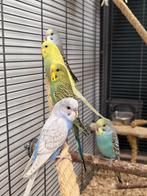 Grasparkiet Baby | Handtam | Jonkies | Div. kleuren, Meerdere dieren, Parkiet, Pratend