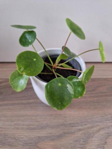 Pilea Peperomioides White Splash inclusief bloempot beschikbaar voor biedingen