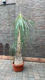 Mooie grote plant, Ophalen, Overige soorten, Volle zon