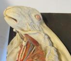 antiek anatomisch model konijn dissectie ingewanden, Antiek en Kunst, Curiosa en Brocante, Ophalen
