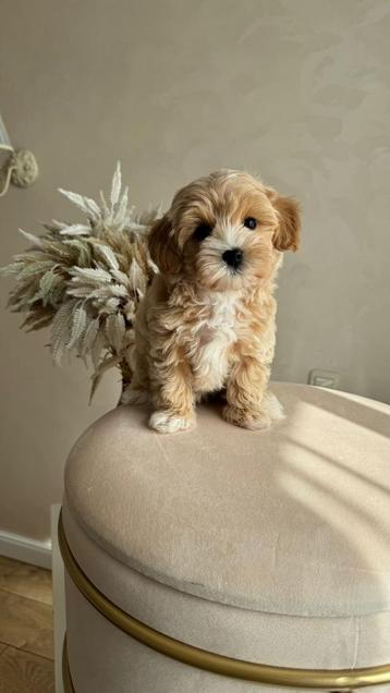 Premium f1 maltipoo pup teefje beschikbaar voor biedingen