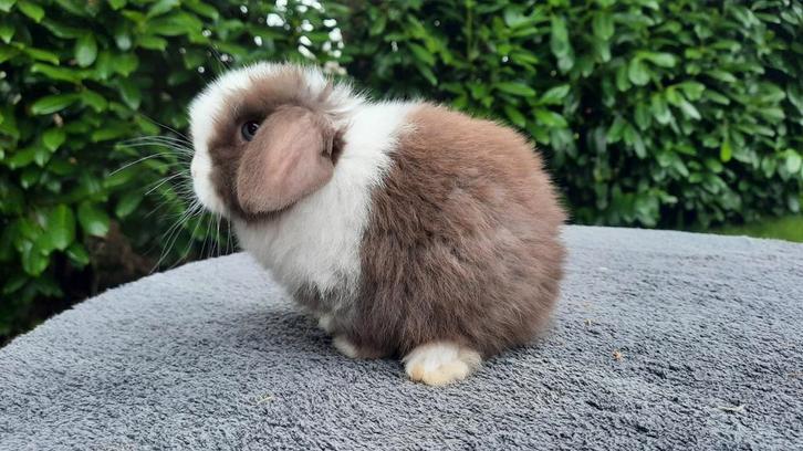 Choco minilop konijntje, Dieren en Toebehoren, Konijnen, Dwerg, Mannelijk, 0 tot 2 jaar, Hangoor