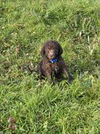 Harlekijn koningspoedel pups ( bijzondere kleuren ), Dieren en Toebehoren, Overige rassen, CDV (hondenziekte), 8 tot 15 weken