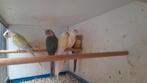 Te koop pyrrhura, Dieren en Toebehoren, Meerdere dieren, Dwergpapegaai of Agapornis, Geringd