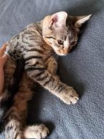 Schattige kitten ( poes, 4 maanden) prijs in overleg, Dieren en Toebehoren, Katten en Kittens | Overige Katten, Poes
