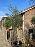 Olijfboom olijf boom-WINTERHARDE Olijfboom Mediterrane boom, Tuin en Terras, Planten | Bomen, Lente, 100 tot 250 cm, Olijfboom