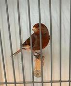 Harlekijn kanaries mannen en poppen, Dieren en Toebehoren, Vogels | Kanaries, Meerdere dieren, Postuurkanarie