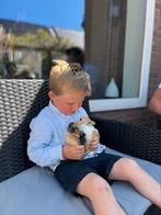 7 jonge dwergkonijntjes, Dieren en Toebehoren, Konijnen, Meerdere dieren, Dwerg