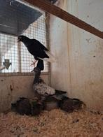 Koppel sierduiven met 2 jongen, Dieren en Toebehoren, Vogels | Duiven